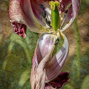 Textured Tulip4.jpg