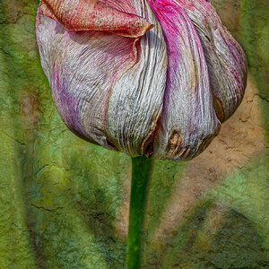 Textured Tulip5.jpg