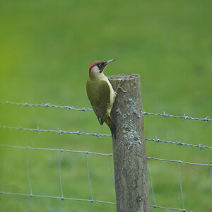 DSC04844-Green-Woodpecker-2048px.jpg