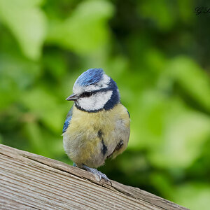 blue tit  2022 3.jpg