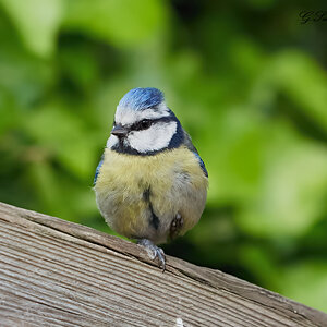 blue tit  2022 2.jpg