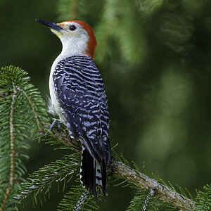 RedBelly Wood Pecker.jpg