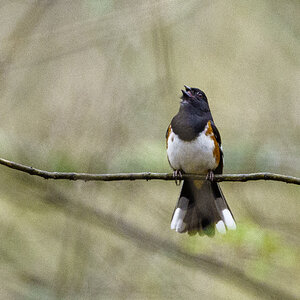 Eastern Towhee.jpg