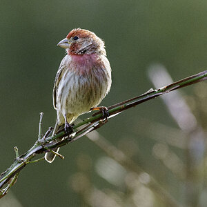 RedPoll.jpg