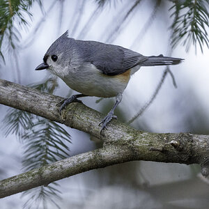 TitMouse.jpg