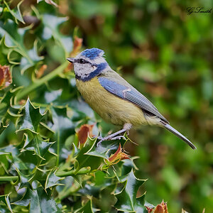 blue tit 2022 39.jpg