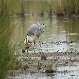 Reiger2.jpg