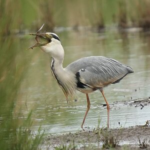 Reiger6.jpg