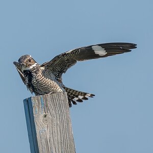 Common-Nighthawk-A1_ROY4868.jpg