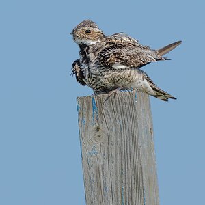 Common-Nighthawk-A1_ROY5002.jpg