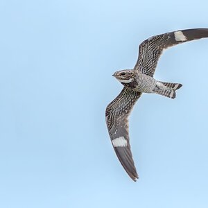 Common-Nighthawk-A1_ROY-5248-Edit.jpg