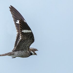 Common-Nighthawk-A1_ROY-6203-Edit.jpg