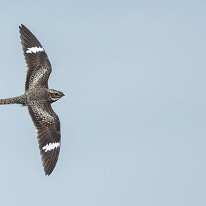 Common-Nighthawk-A1_ROY-6537-Edit.jpg