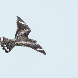 Common-Nighthawk-A1_ROY-7012-Edit.jpg