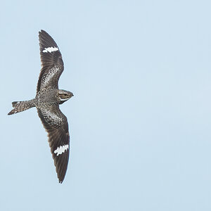 Common-Nighthawk-A1_ROY-7348-Edit.jpg