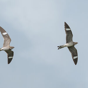 Common-Nighthawk-A1_ROY-7408-Edit.jpg