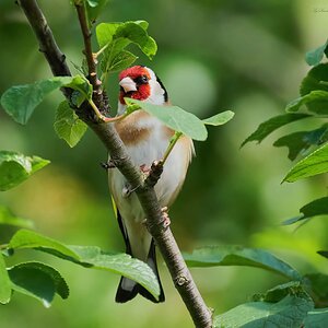 goldfinch 2022 5.jpg