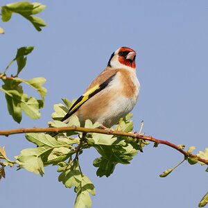 goldfinch 2022 6.jpg