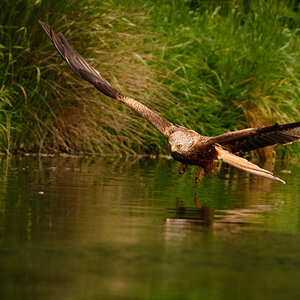 Red Kite Milvus Milvus_.jpg