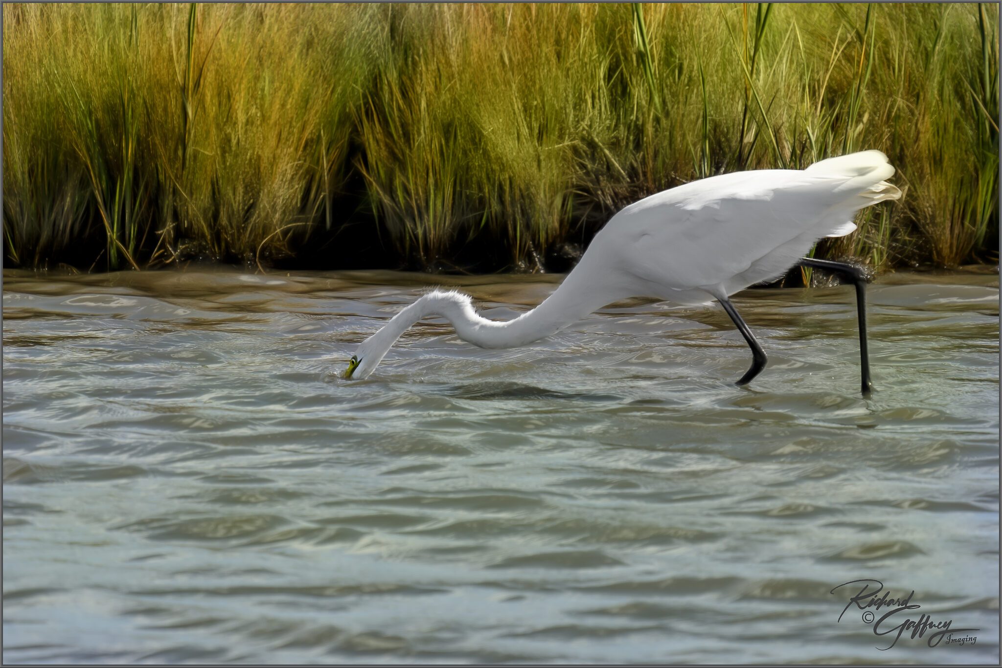 0016 Egret Sept 30 L.jpg