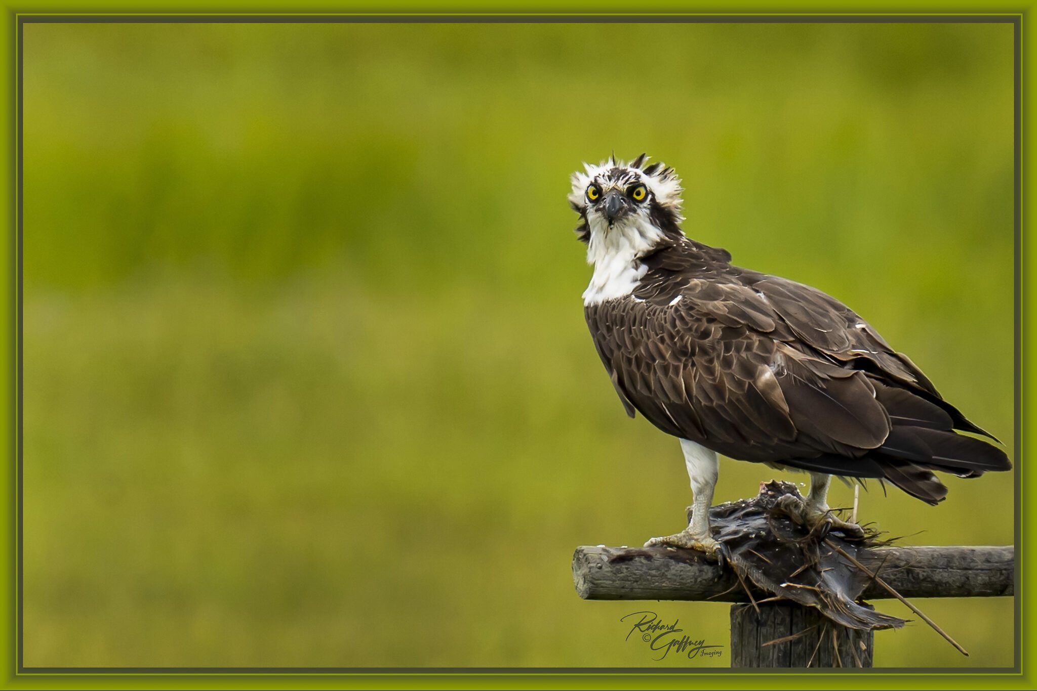 0048 Osprey After a catch  Lg.jpg