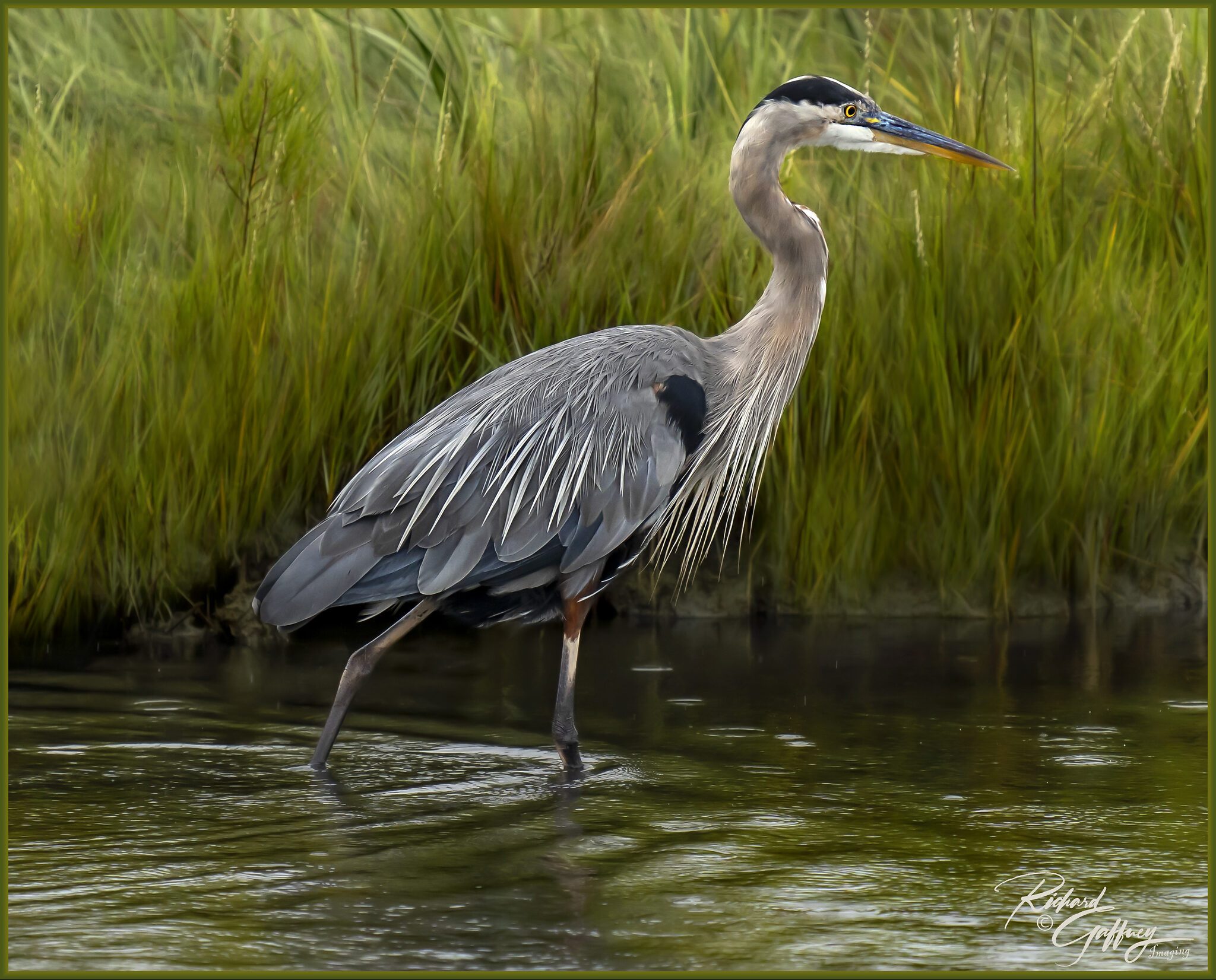 0058 Blue Heron Sept 9  M.jpg