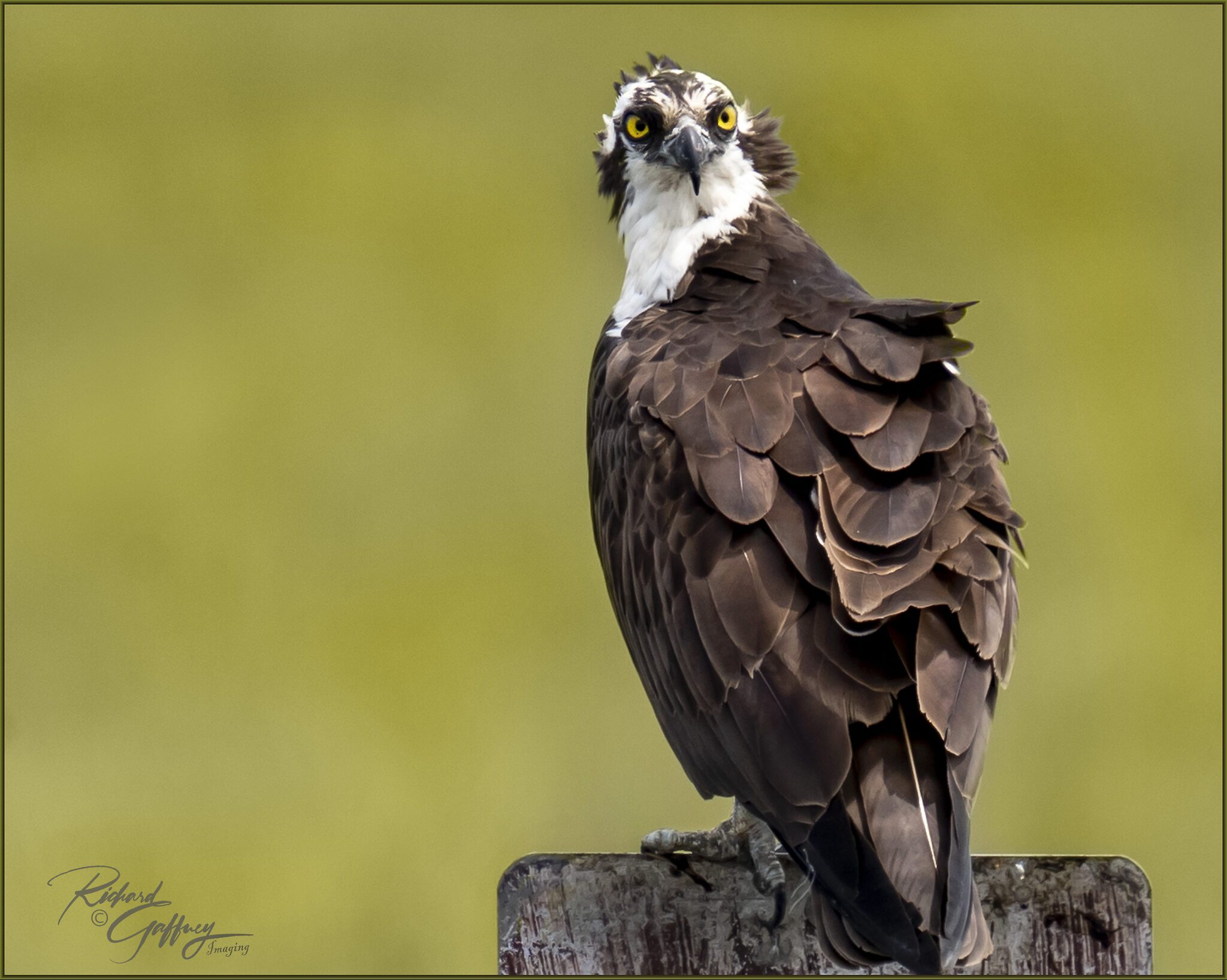 0155 Osprey June 25  M.jpg