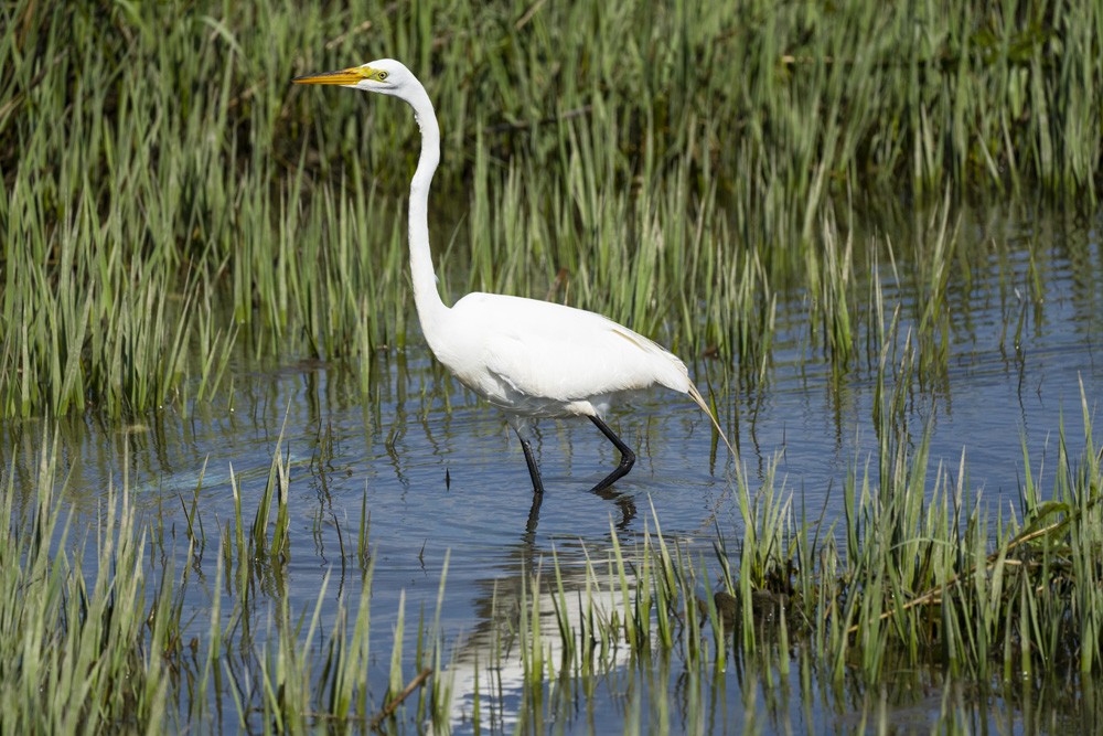 063-Sunken-Meadow-5-17-22-03.jpg