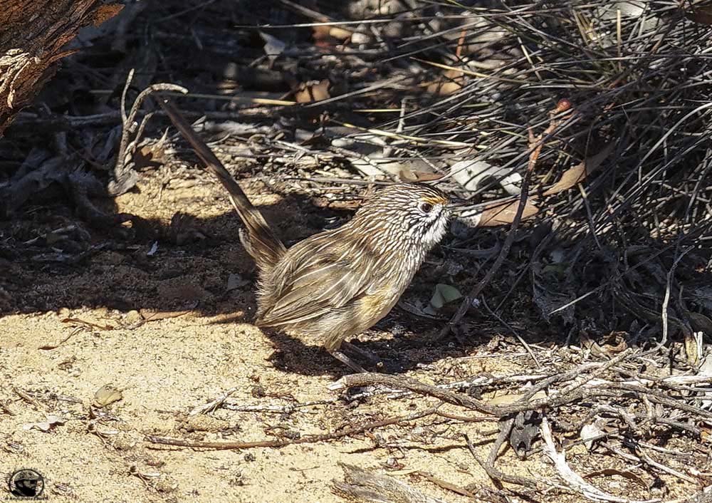 15 Striated Grasswren.JPG