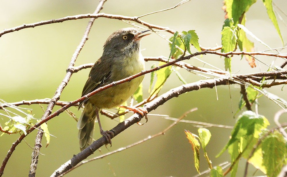 17 White-browed Scrubwren.JPG