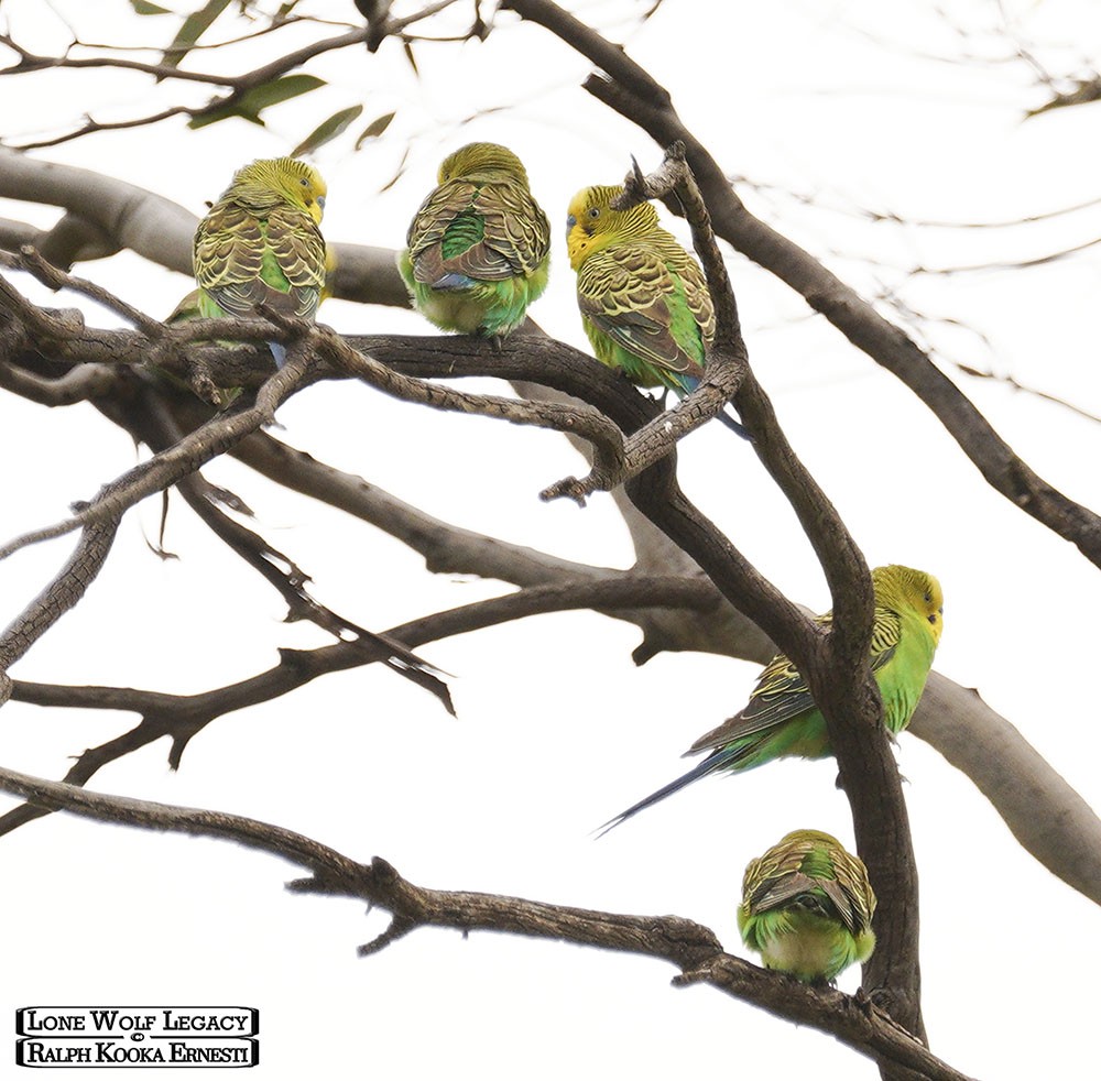 19 Budgies.JPG