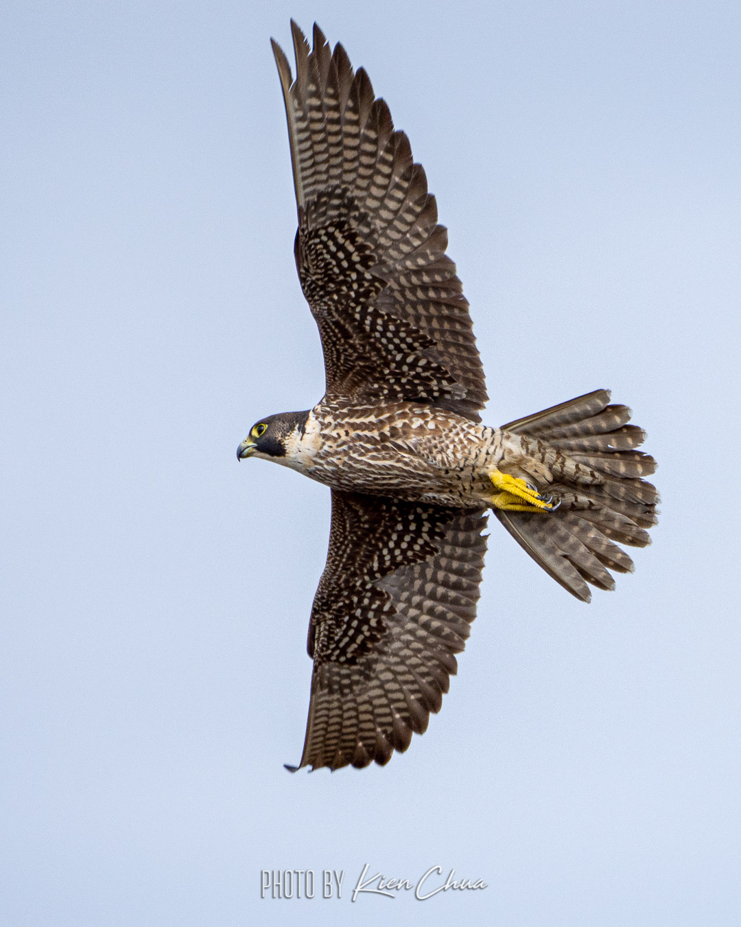 200315_104959_Peregrine-A7R05842_Peregrine.jpg