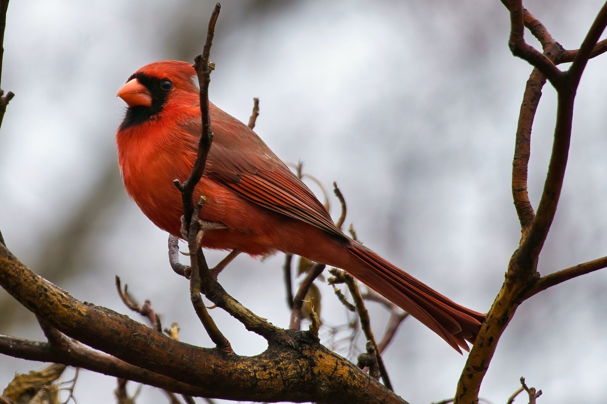 20220419 Cardinal DSC07867.jpeg