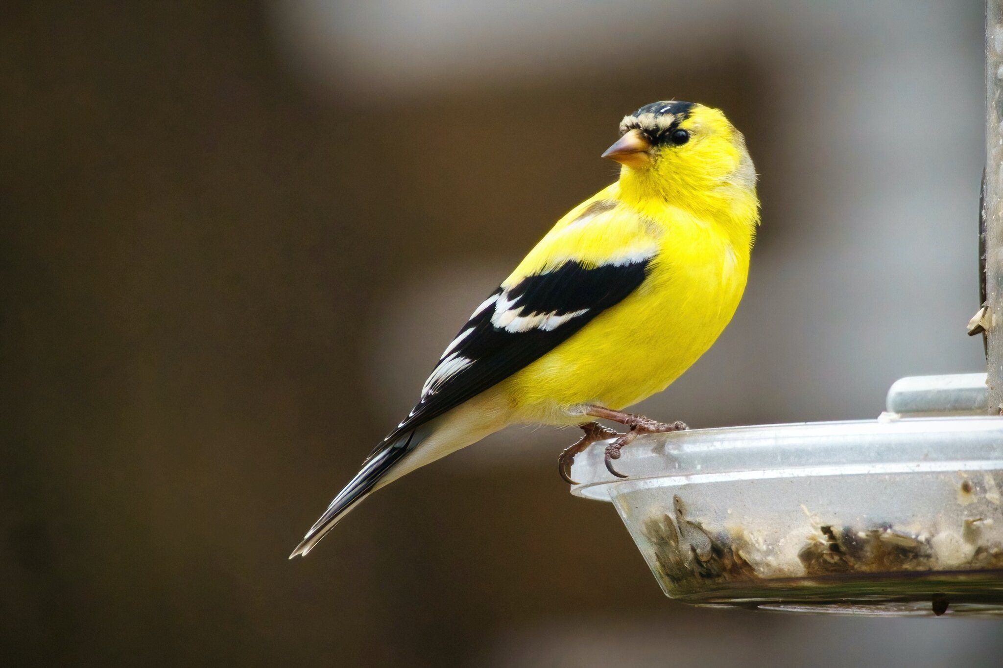 20220419 Goldfinch DSC08035.jpeg