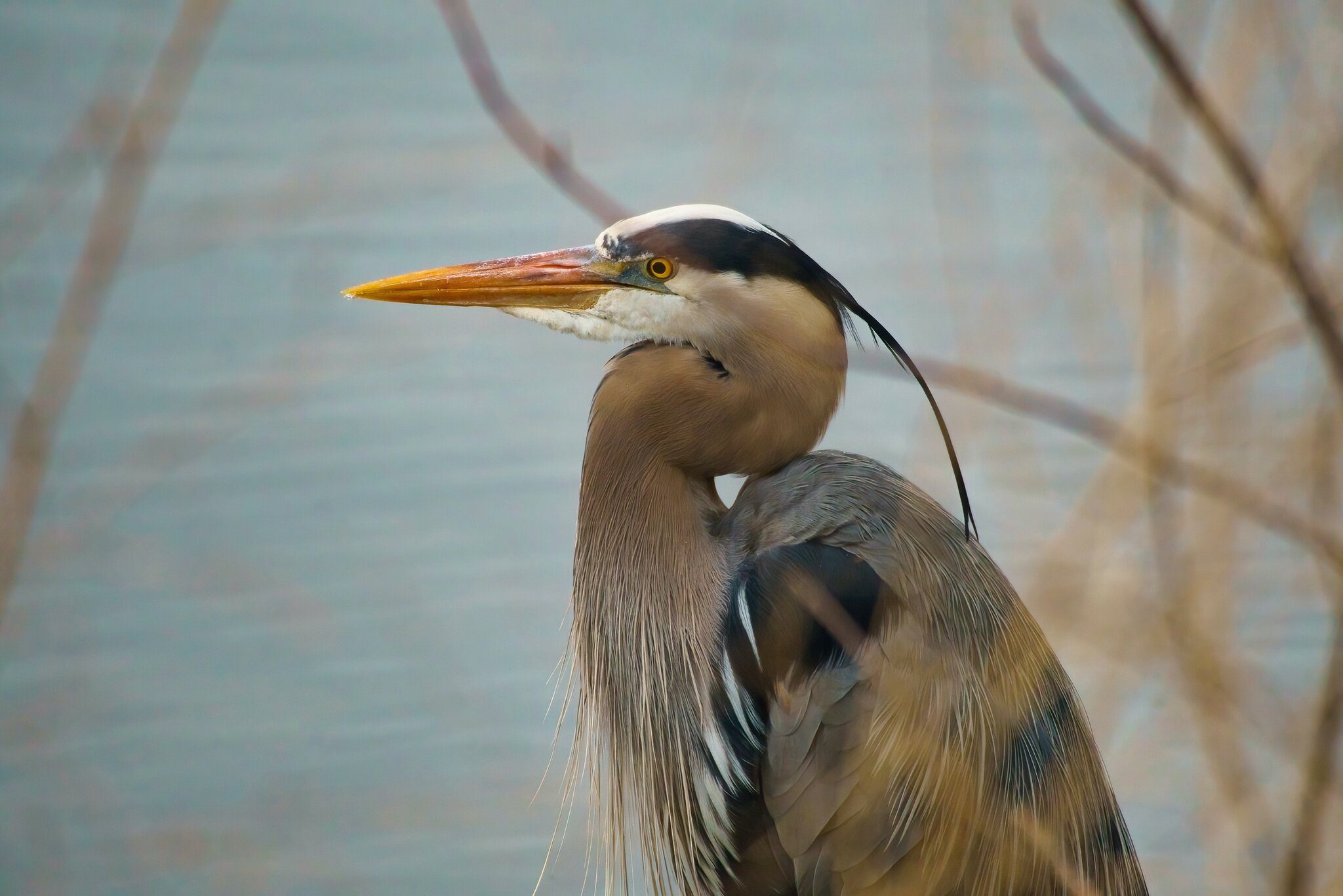 20220420 Great Blue Heron DSC08178.jpeg