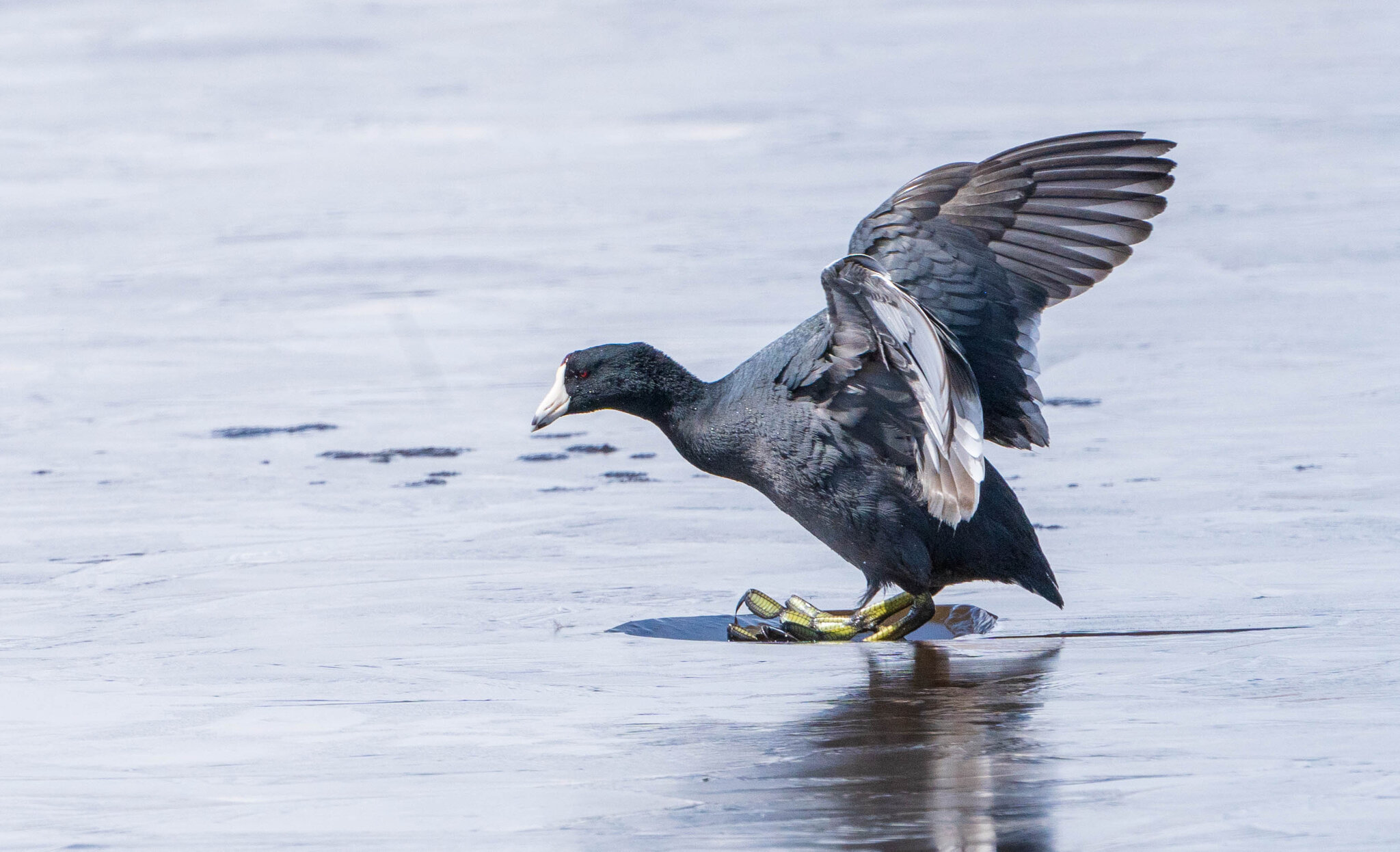 20230319_American_Coot-742834.jpg