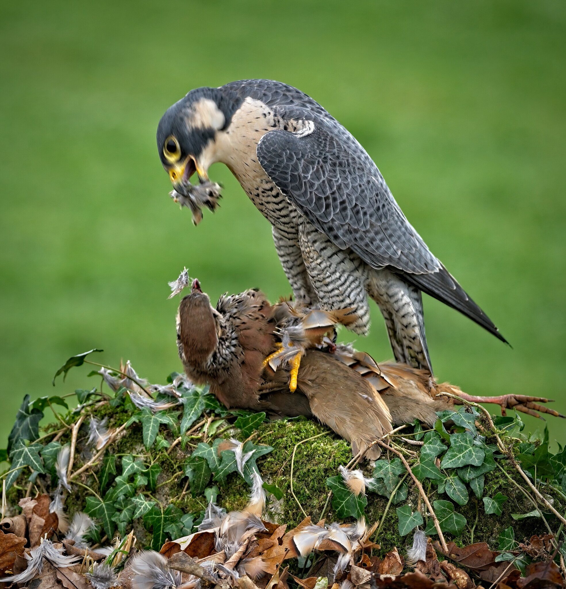 21S01466Peregrine.jpg