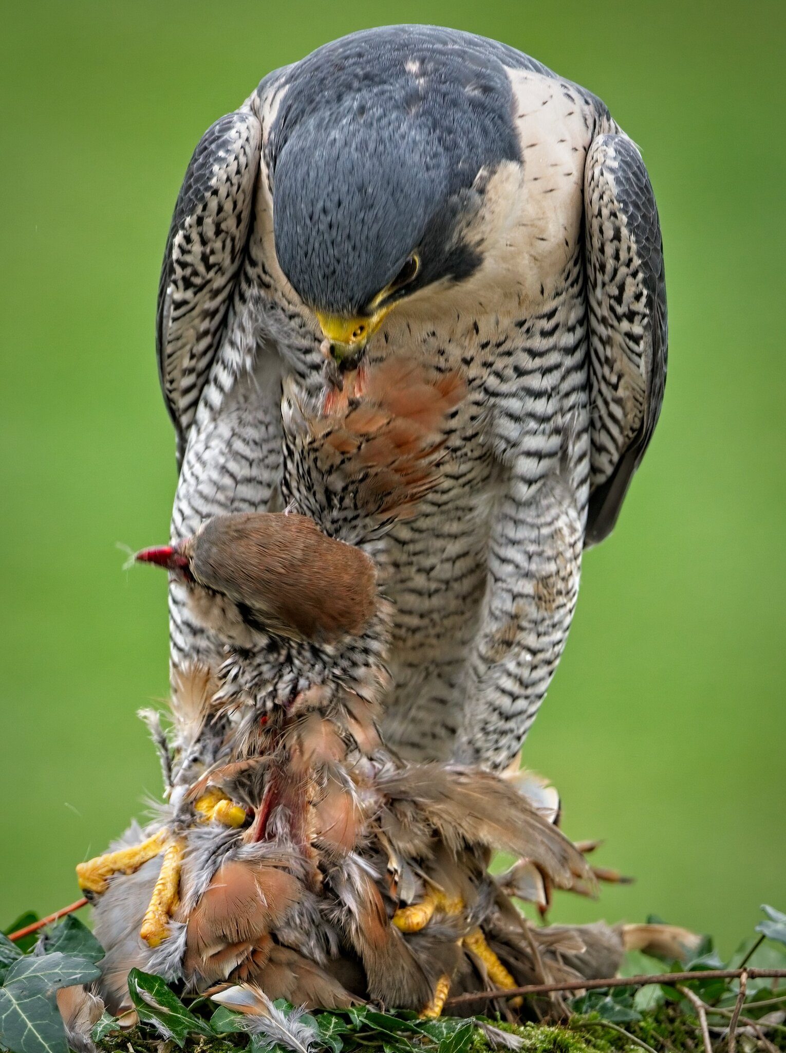 21S01508Peregrine.jpg