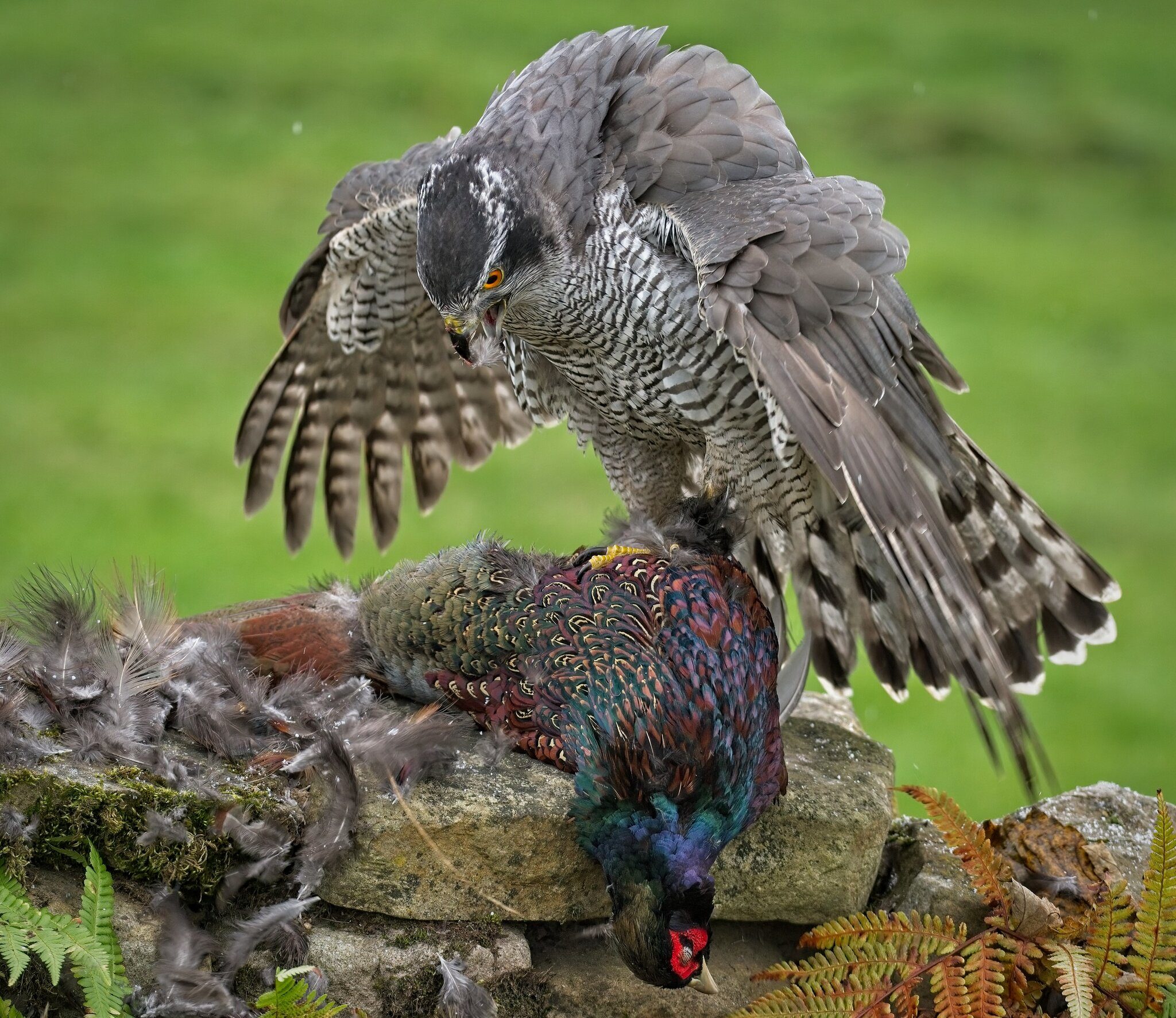 21S01777 1Goshawk.jpg