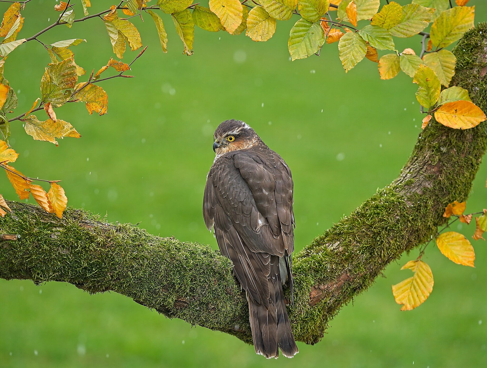 21S01801 1Sparrow Hawk.jpg