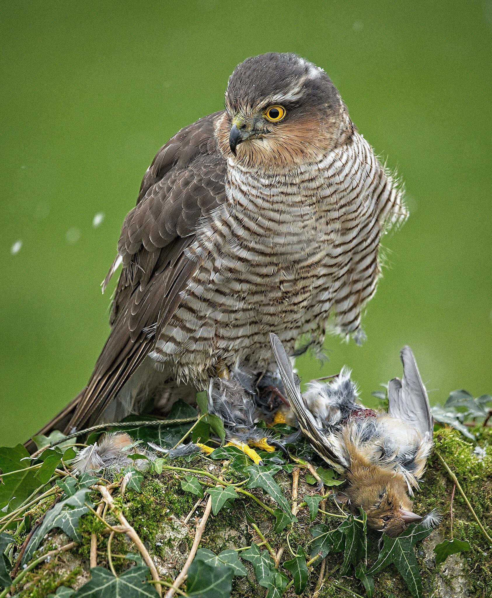 21S01817Sparrow Hawk.jpg