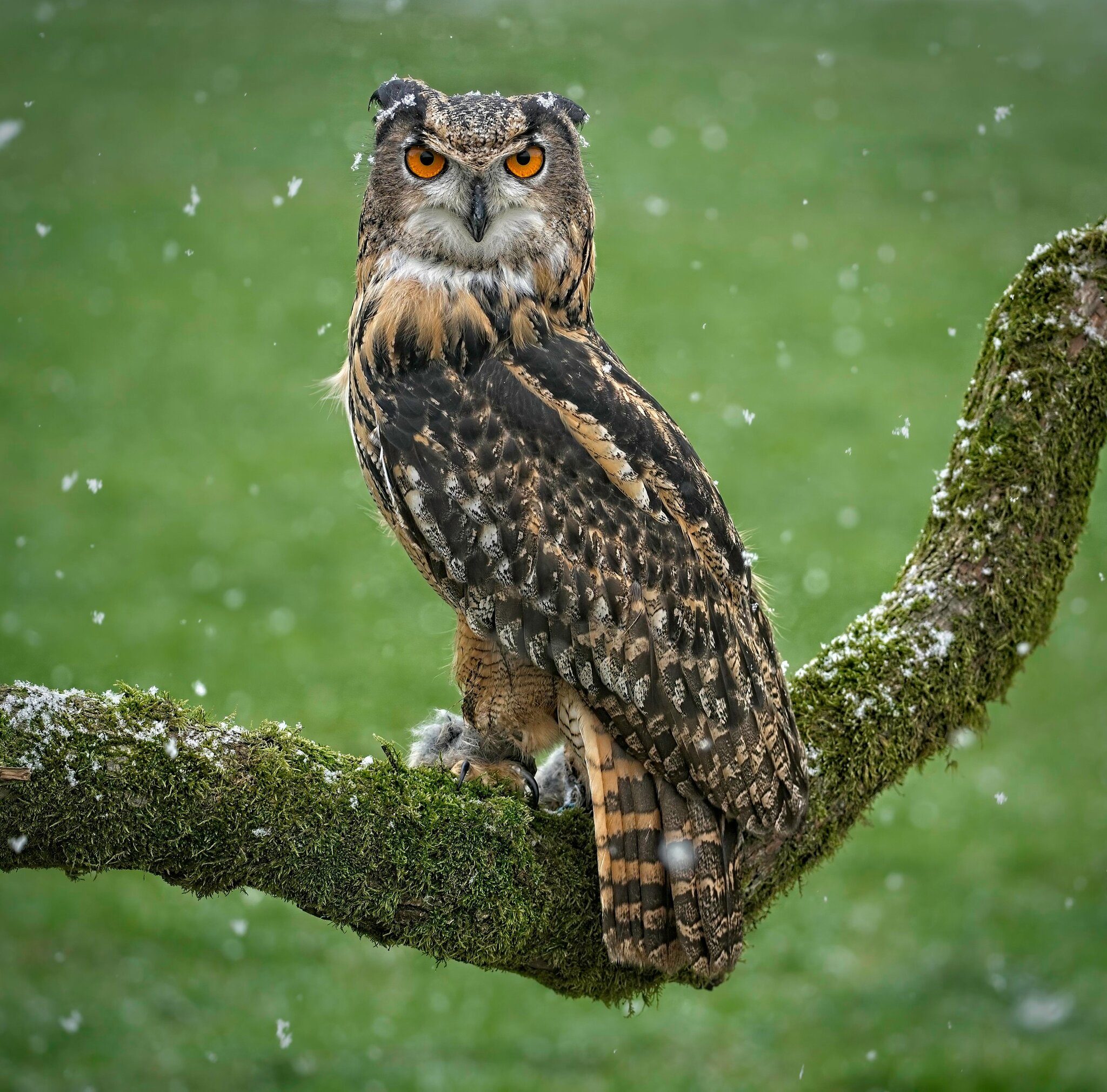 21S01852 1Eagle Owl.jpg