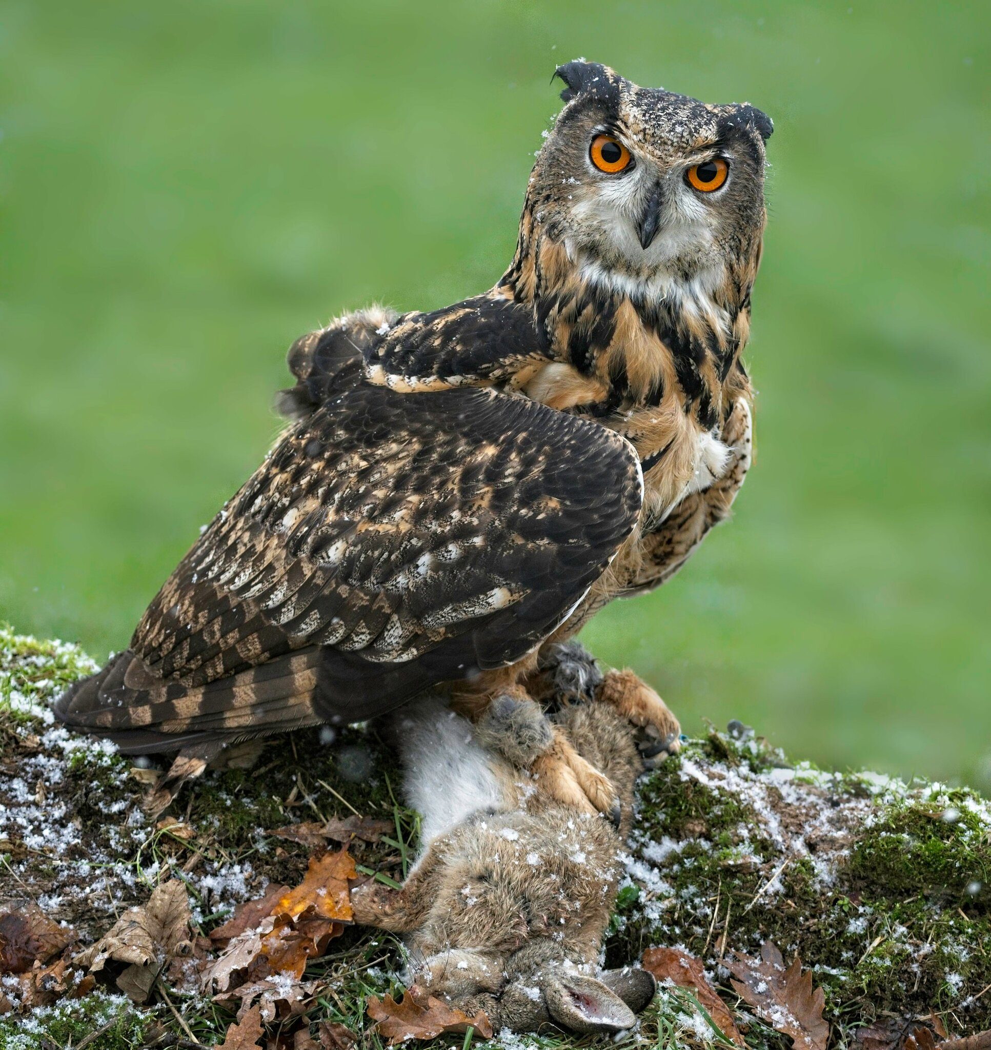 21S01896 1Eagle Owl.jpg