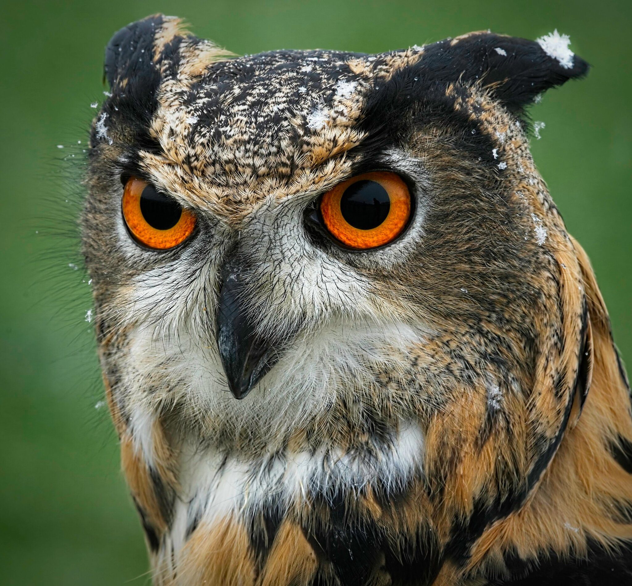 21S01903Eagle Owl.jpg