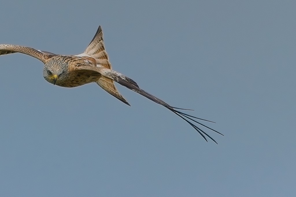 2_BellyMack Red Kite 19_06_23.jpg