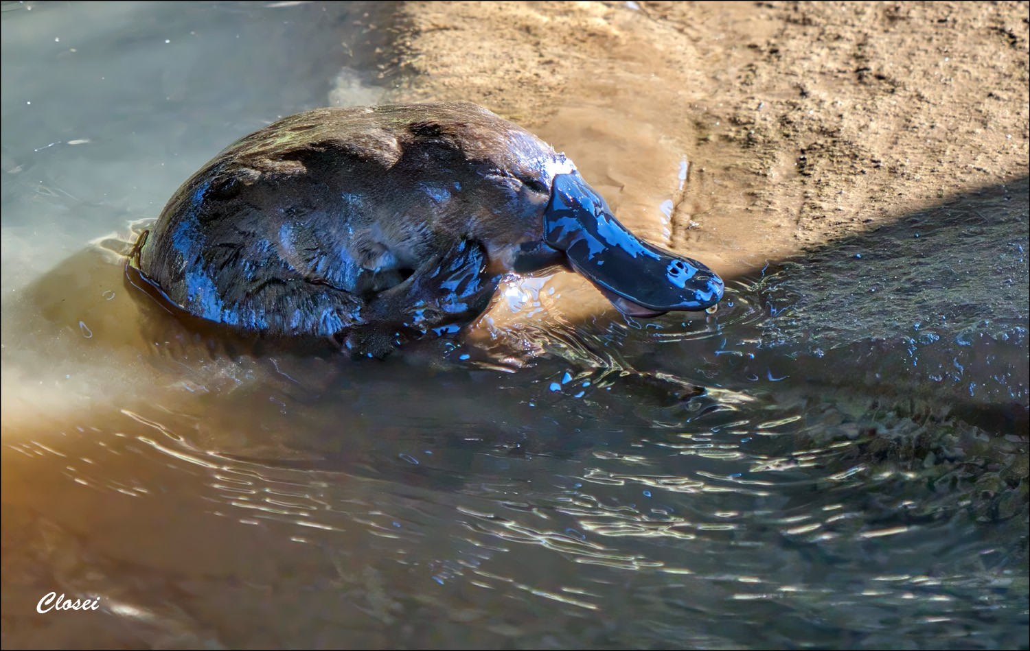 2Platy-r.jpg