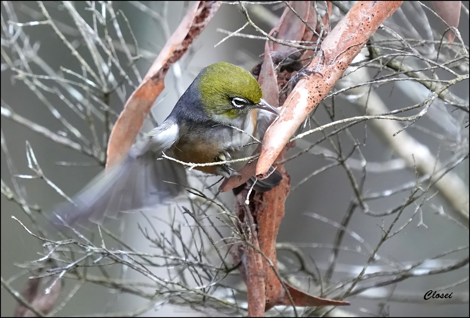 2Silvereye 6-r.jpg