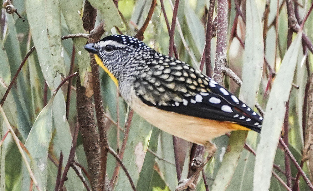 4 Spotted Pardalote.JPG