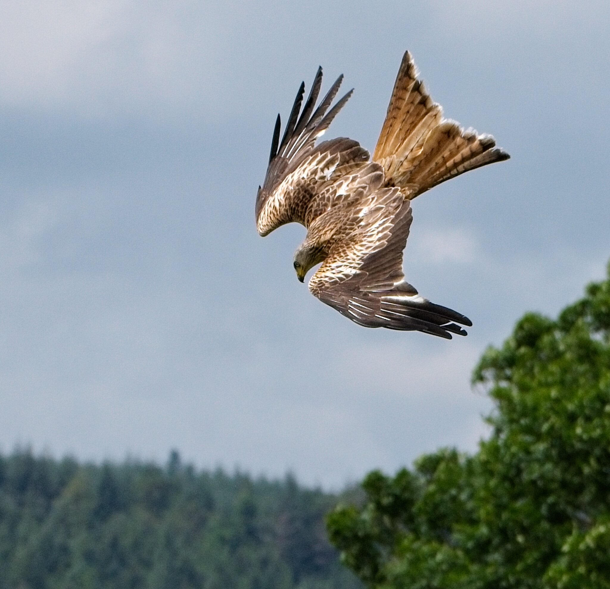 4_BellyMack Red Kite 19_06_23.jpg