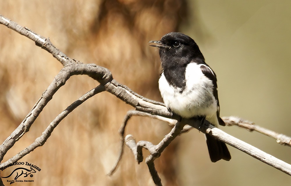 5 Hooded Robin.JPG